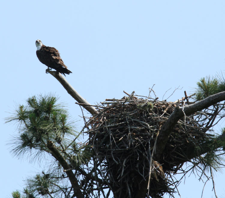 osprey Pandion haliaetus perched outside nest
