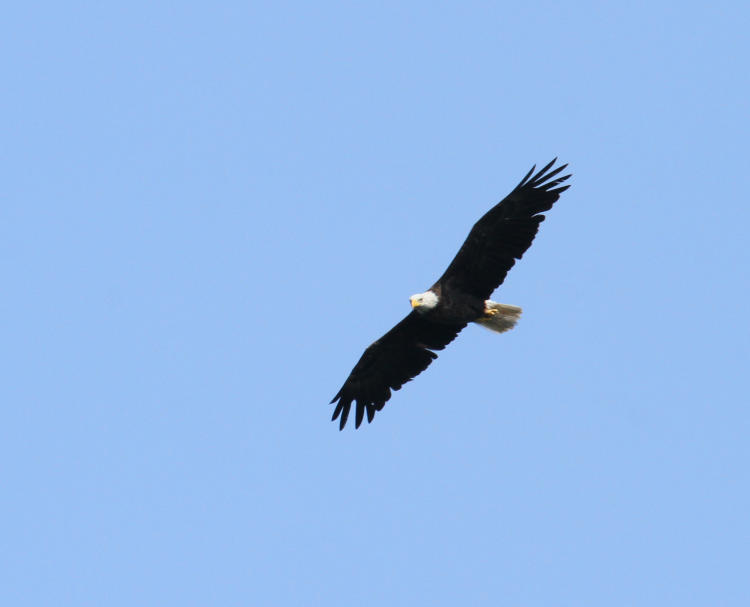 adult bald eagle Haliaeetus leucocephalus also wheeling in distance