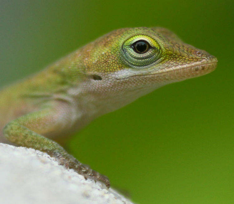 very young Carolina anole Anolis carolinensis in close profile