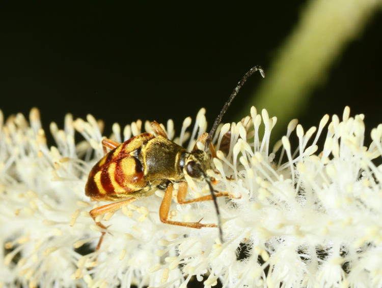 banded longhorn beetle Typocerus velutinus on lizard's tail Saururus cernuus blossom spike