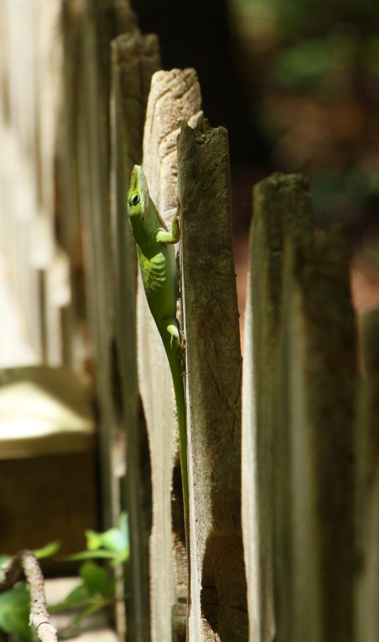 Carolina anole Anolis carolinensis bobbing upright on fence post