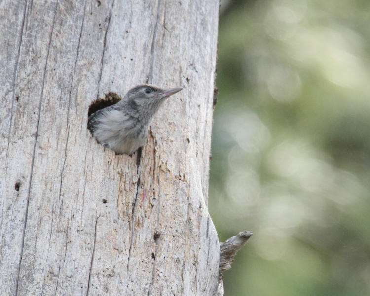 juvenile and neurotic red-headed woodpecker Melanerpes erythrocephalus fledgling trying to get up nerve to leave the nest