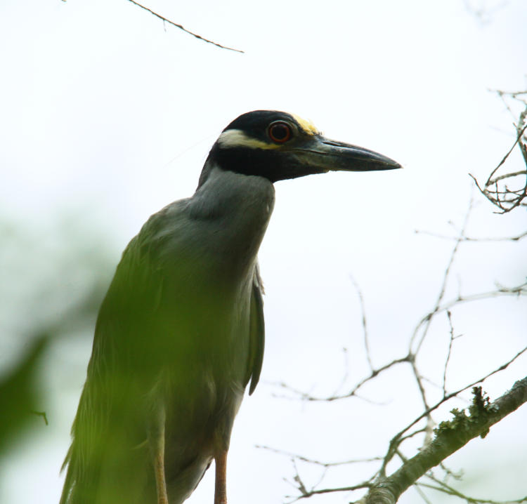 yellow-crowned night heron Nyctanassa violacea peering down from tree