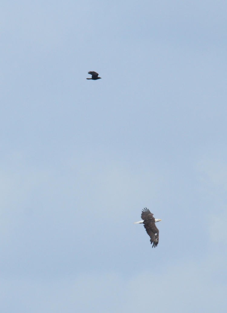 American crow Corvus brachyrhynchos chasing off bald eagle Haliaeetus leucocephalus