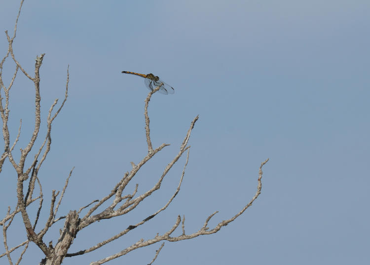 dragonfly possibly Blue Dasher Pachydiplax longipennis on bare branches against sky