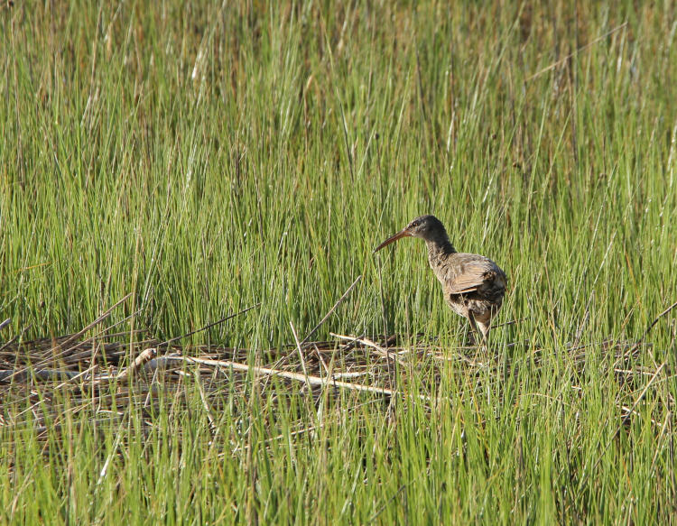 clapper rail Rallus crepitans on mound in marsh grasses