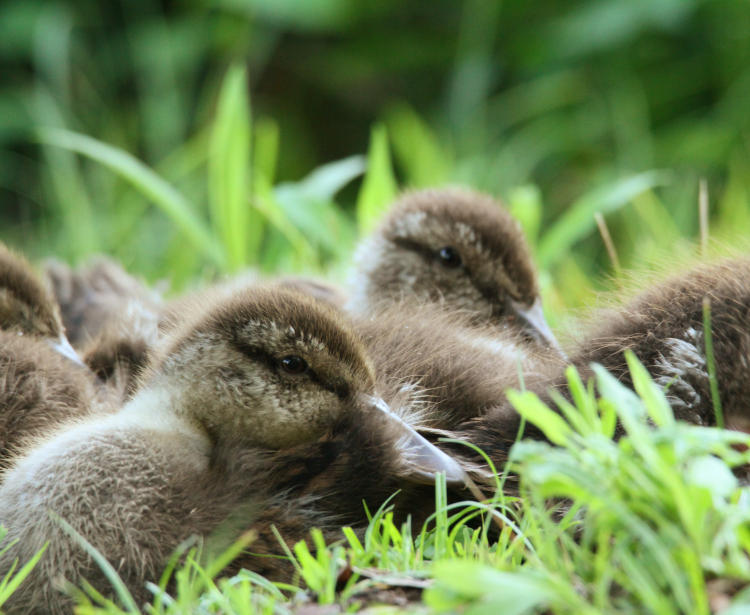 mallard ducklings also peeking at photographer from nap