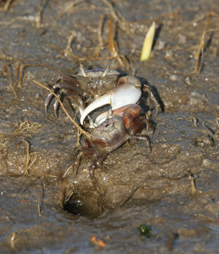 pair of fiddler crabs Ocypodidae in mild territorial faceoff