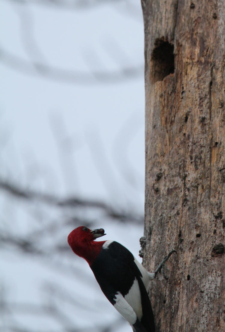 red-headed woodpecker Melanerpes erythrocephalus outside now-visible nest cavity