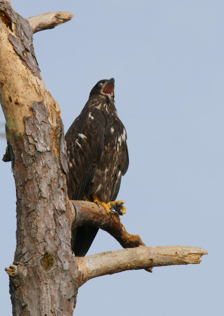 first-year bald eagle Haliaeetus leucocephalus yawning in dead tree