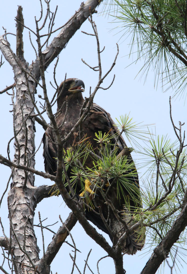 juvenile bald eagle Haliaeetus leucocephalus perched in tree right overhead