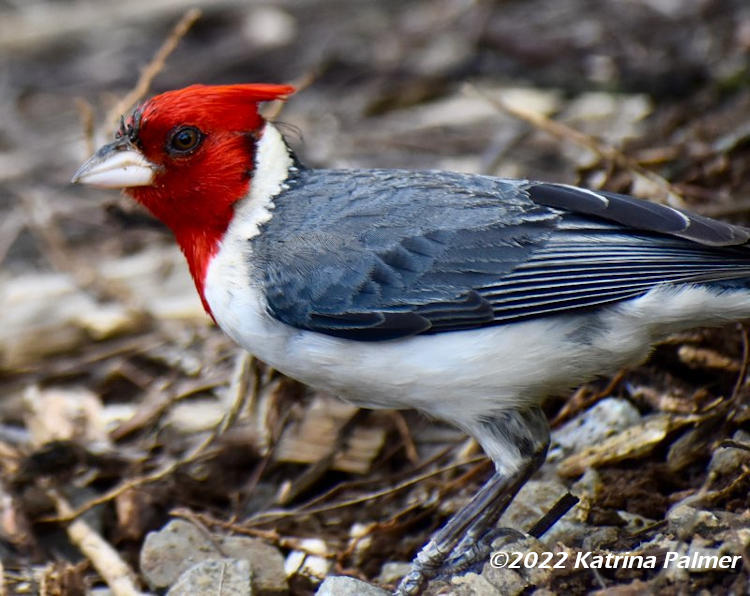 red-crested cardinal Paroaria coronata profile, by Katrina Palmer