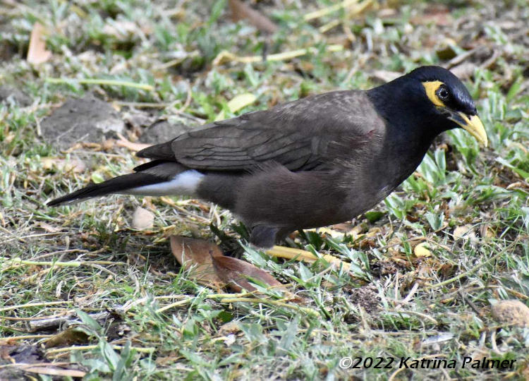 common mynah Acridotheres tristis profile, by Katrina Palmer