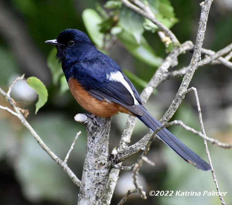 white-rumped shama Copsychus malabaricus profile, by Katrina Palmer