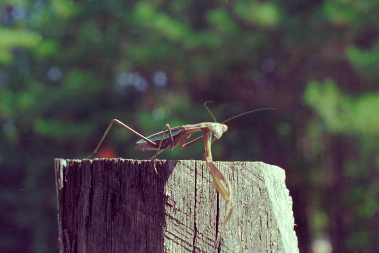 Chinese mantis Tenodera sinensis on fencepost, negative from 1991