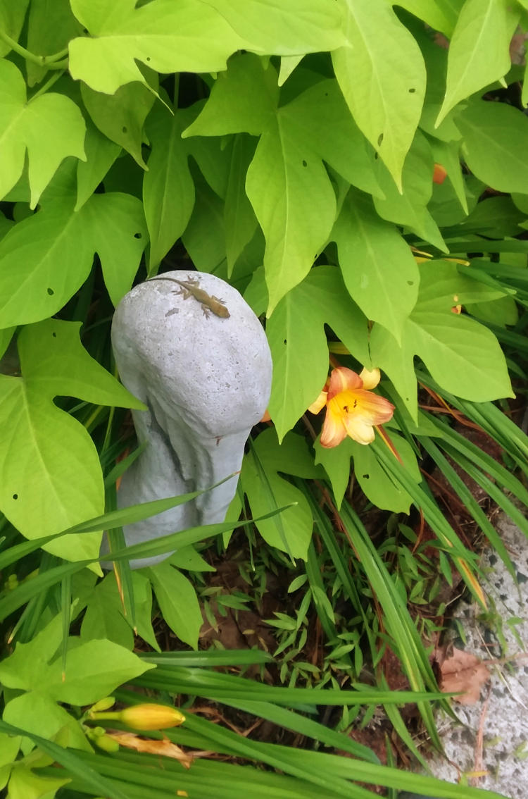 very young Carolina anole Anolis carolinensis on pelican statue