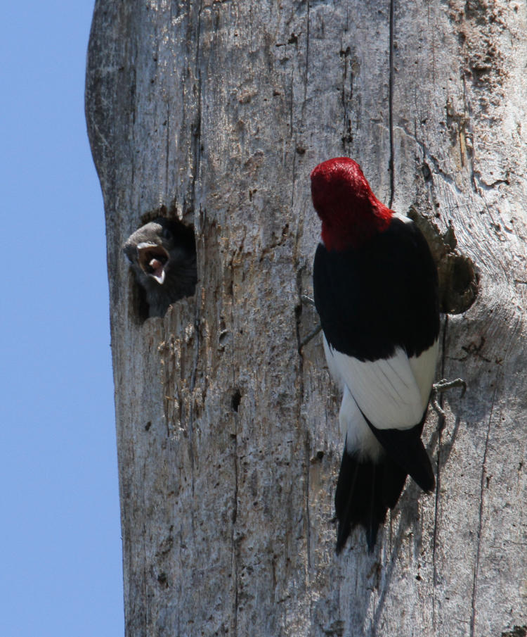 adult and fledgling red-headed woodpeckers Melanerpes erythrocephalus feeding at cavity opening