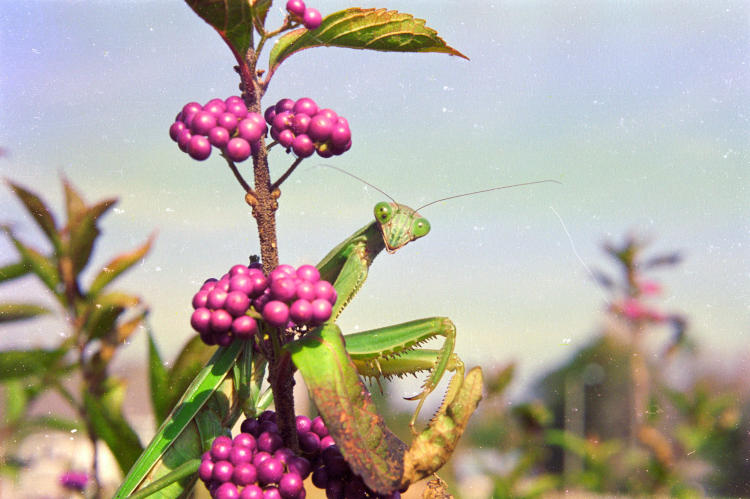 chinese mantis Tenodera sinensis on American beautyberry Callicarpa americana