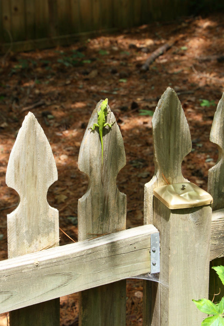 Carolina anole Anolis carolinensis on tip of fence post