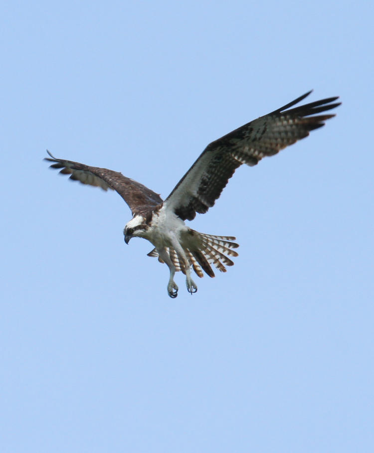 osprey Pandion haliaetus backing before stoop