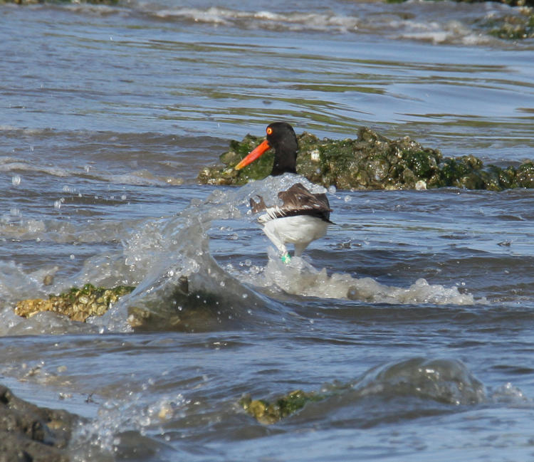 American oystercatcher Haematopus palliatus among splashing waves