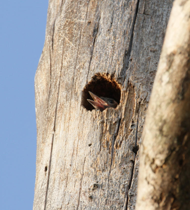 red-headed woodpecker Melanerpes erythrocephalus nestling peeking from nest cavity