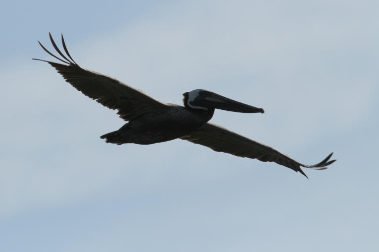 brown pelican Pelecanus occidentalis gliding overhead