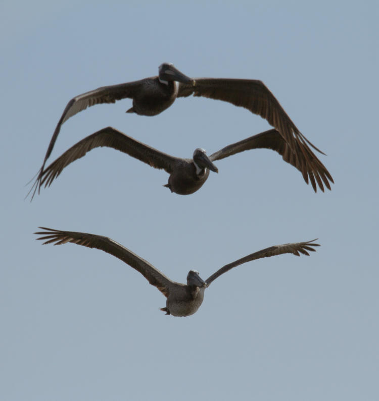 trio of brown pelicans Pelecanus occidentalis stacked up by telephoto compression