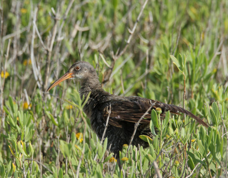 clapper rail Rallus crepitans in marsh grasses