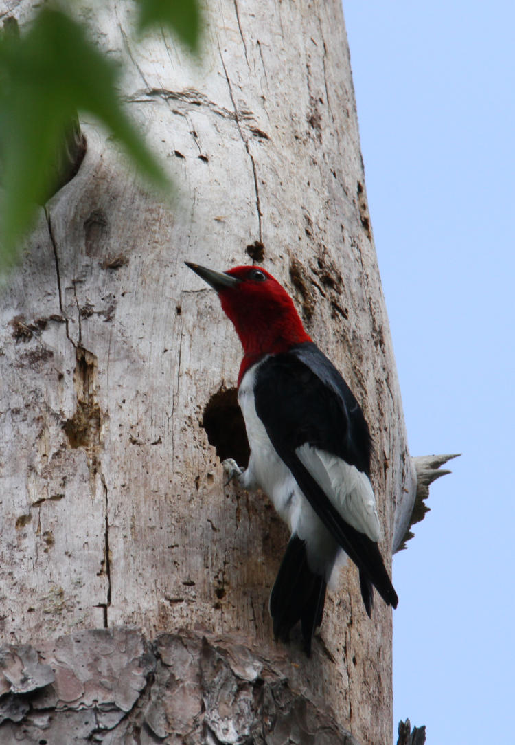 red-headed woodpecker Melanerpes erythrocephalus providing nice portrait on trunk