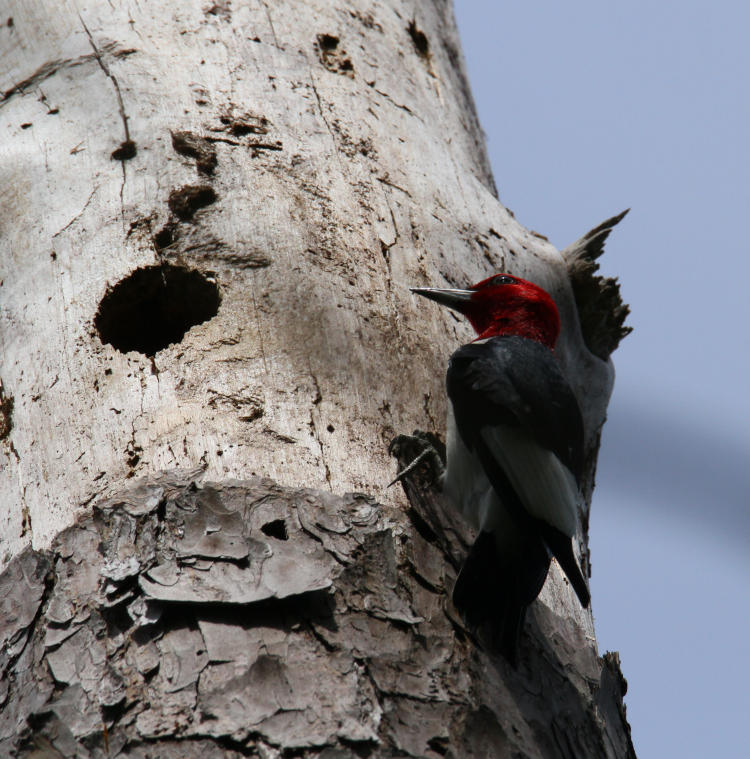 red-headed woodpecker Melanerpes erythrocephalus perched on dead tree next to woodpecker hole