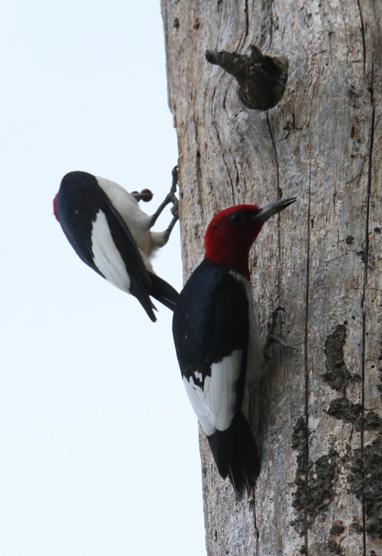 pair of red-headed woodpeckers Melanerpes erythrocephalus outside nest cavity