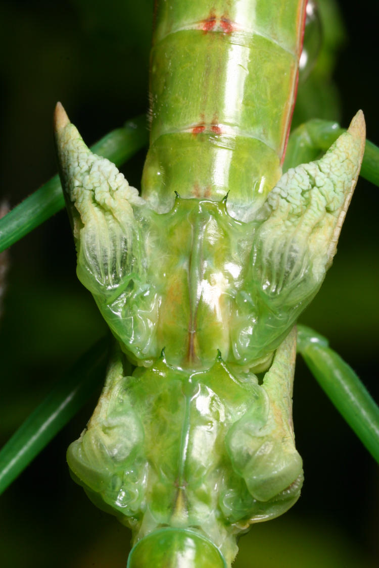 wings of newly-molted Chinese mantis Tenodera sinensis not yet extended