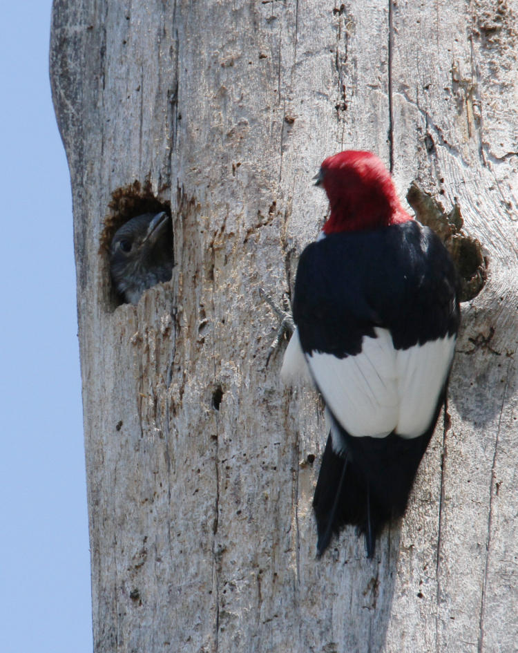 adult and fledgling red-headed woodpeckers Melanerpes erythrocephalus eyeing one another at nest cavity