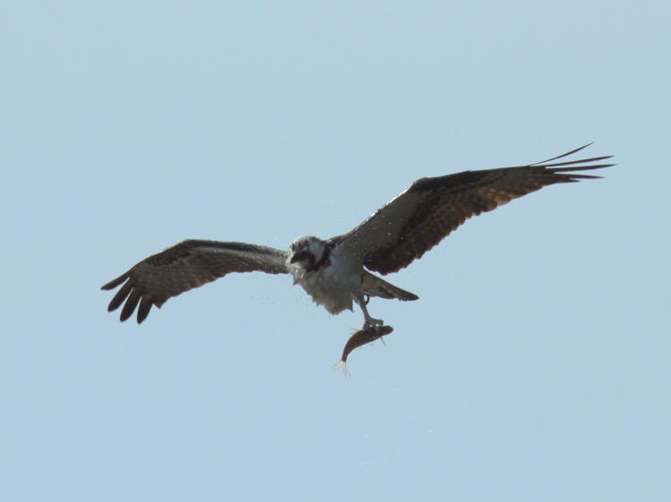osprey Pandion haliaetus shaking off water after a capture