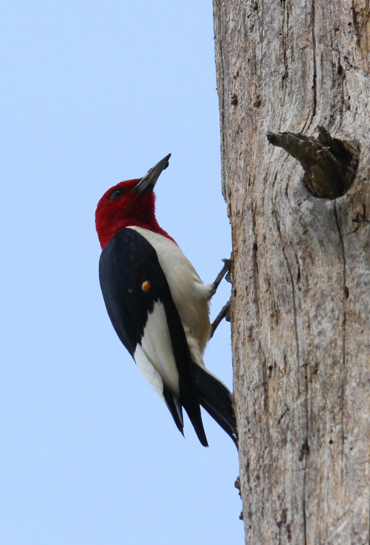 red-headed woodpecker Melanerpes erythrocephalus bringing up food for young outside nest cavity