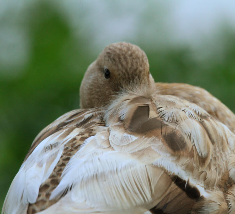 buff female mallard Anas platyrhynchos peeking at photographer from nap