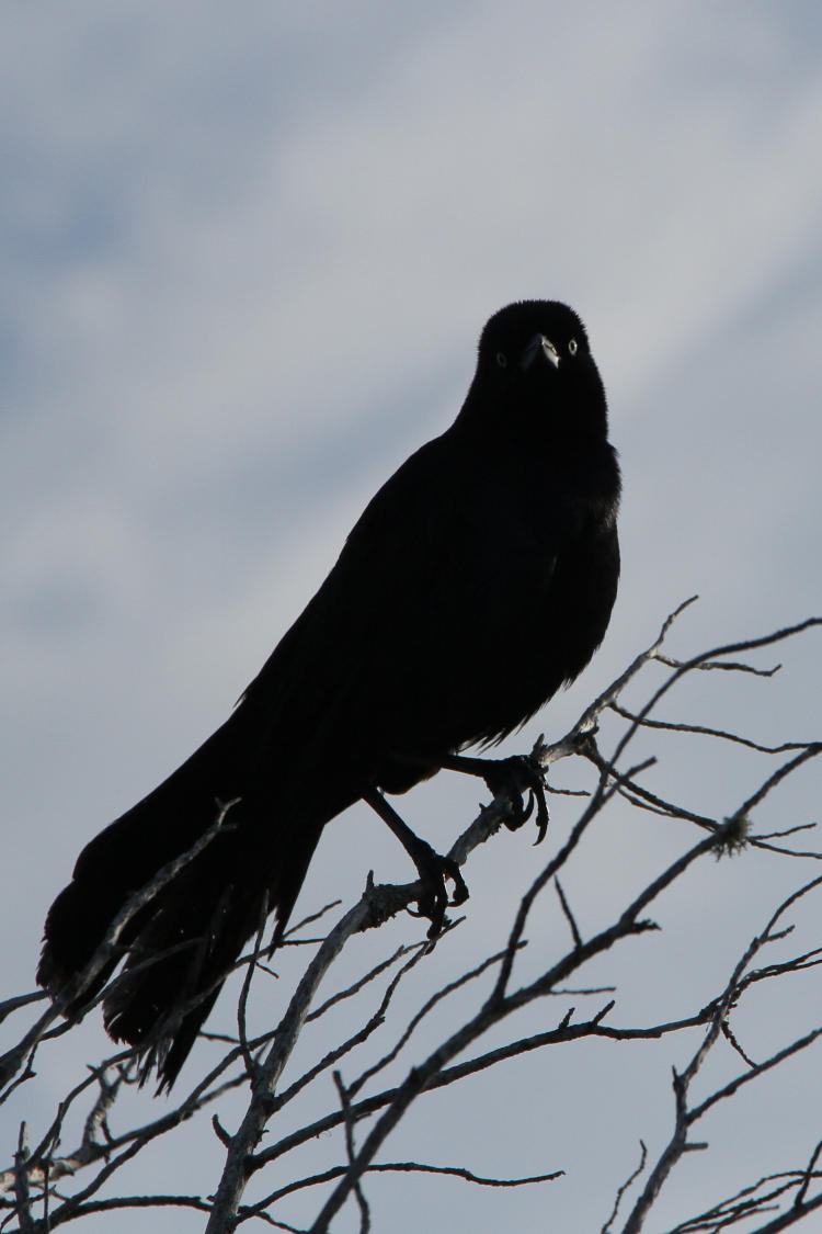 boat-tailed grackle Quiscalus major viewing photographer unconcernedly