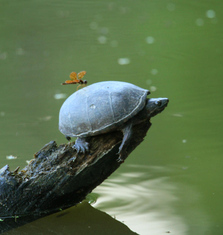 likely eastern amberwing Perithemis tenera on back of basking likely striped mud turtle Kinosternon baurii