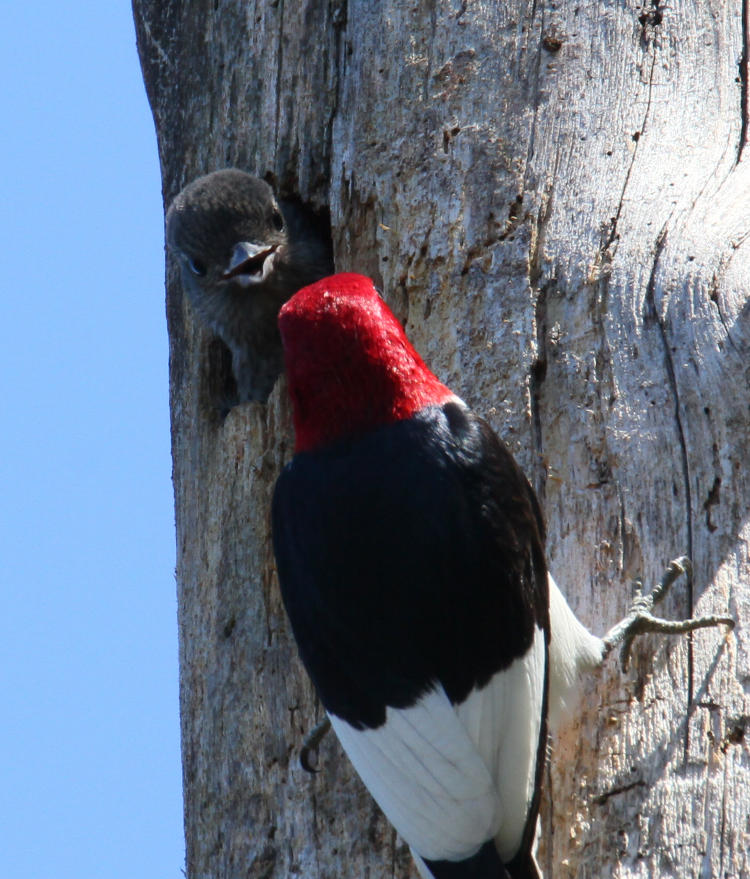 adult and fledgling red-headed woodpeckers Melanerpes erythrocephalus facing off at nest