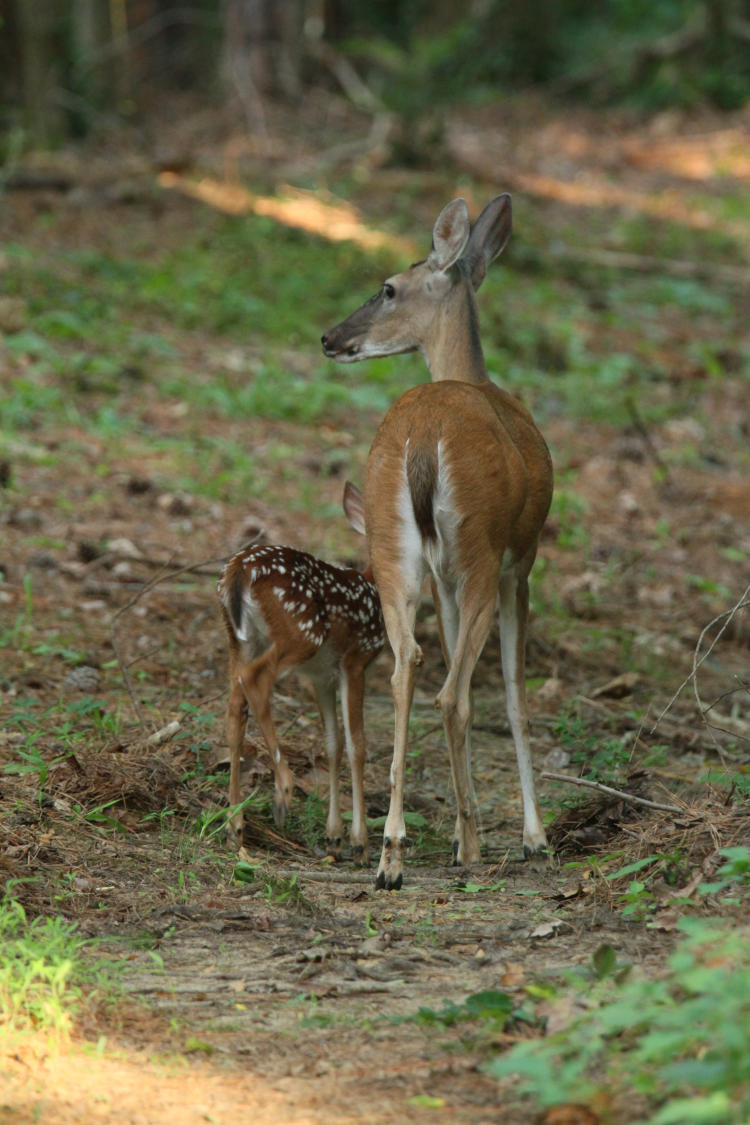 white-tailed deer Odocoileus virginianus doe and fawn pausing to evaluate danger