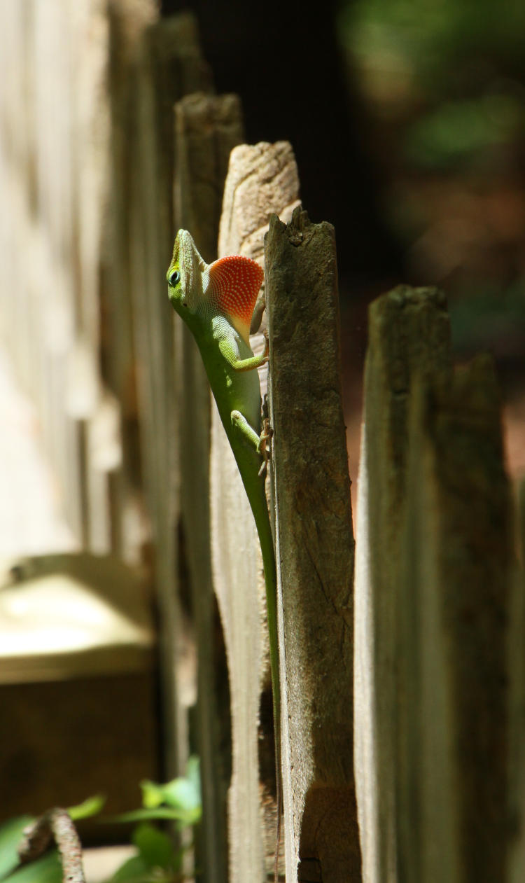 Carolina anole Anolis carolinensis displaying dewlap again