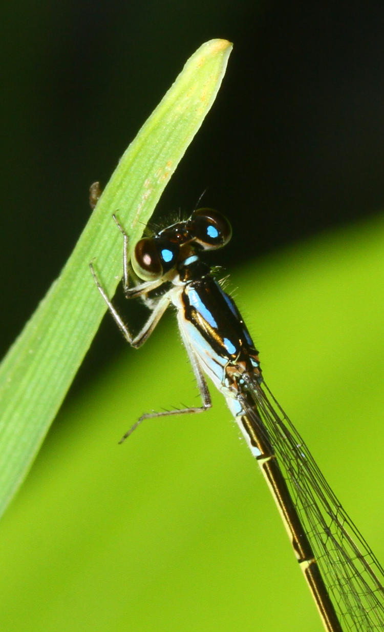 damselfly likely skimming bluet Enallagma geminatum in detail