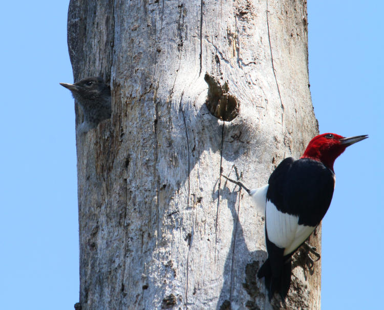 adult and fledgling red-headed woodpeckers Melanerpes erythrocephalus checking out surroundings