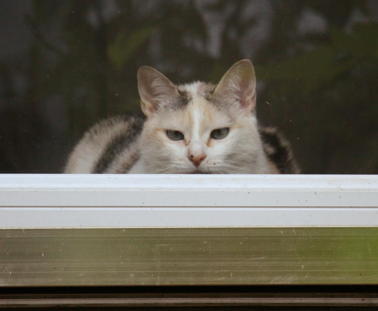 Kaylee in front door