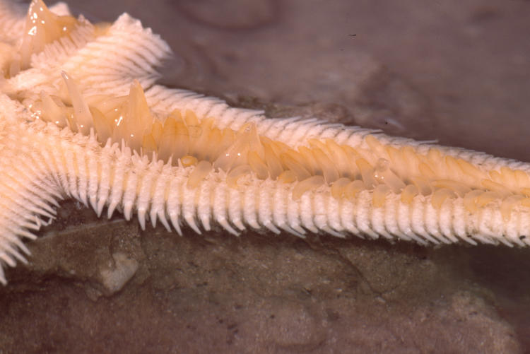 unidentified injured starfish in shallow pan