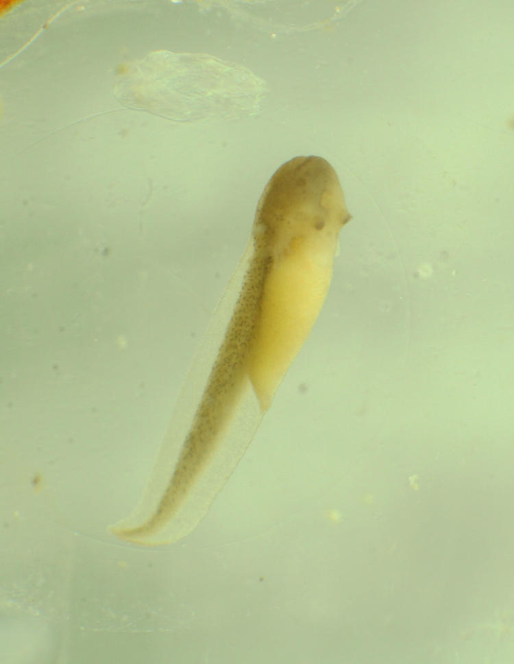 deevloping tadpole of Copes grey treefrog Hyla chrysoscelis just before hatching