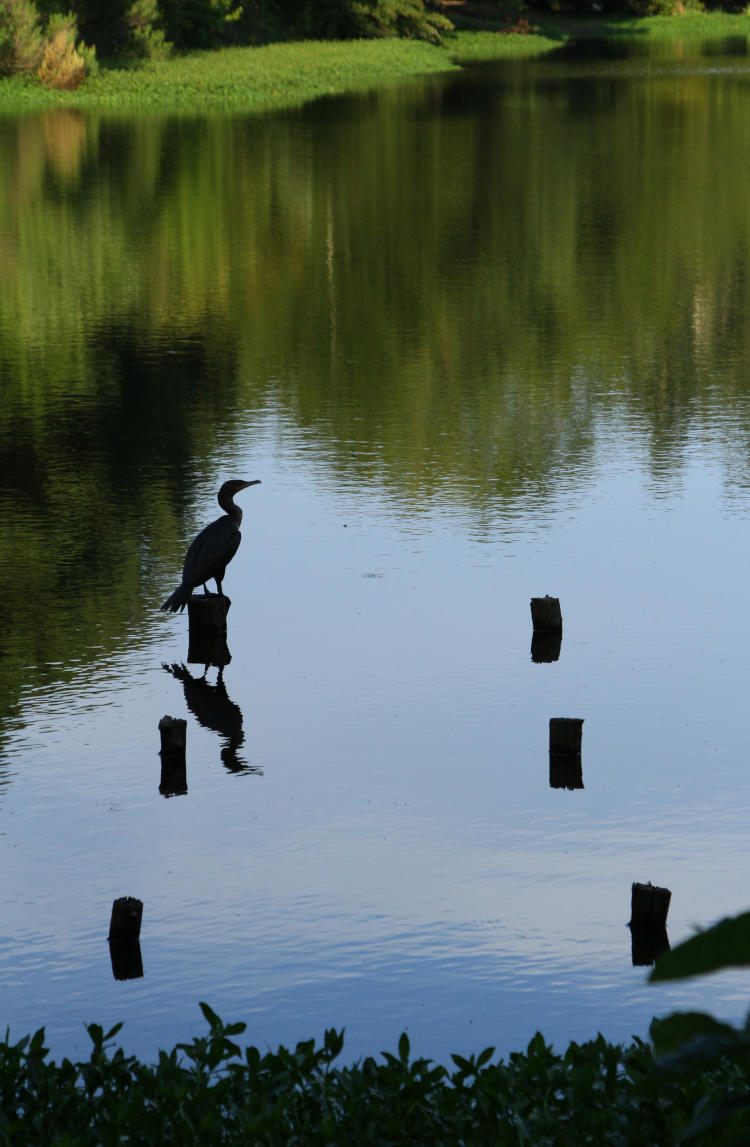 female double-crested cormorant Nannopterum auritum perched on old piling against pond scene