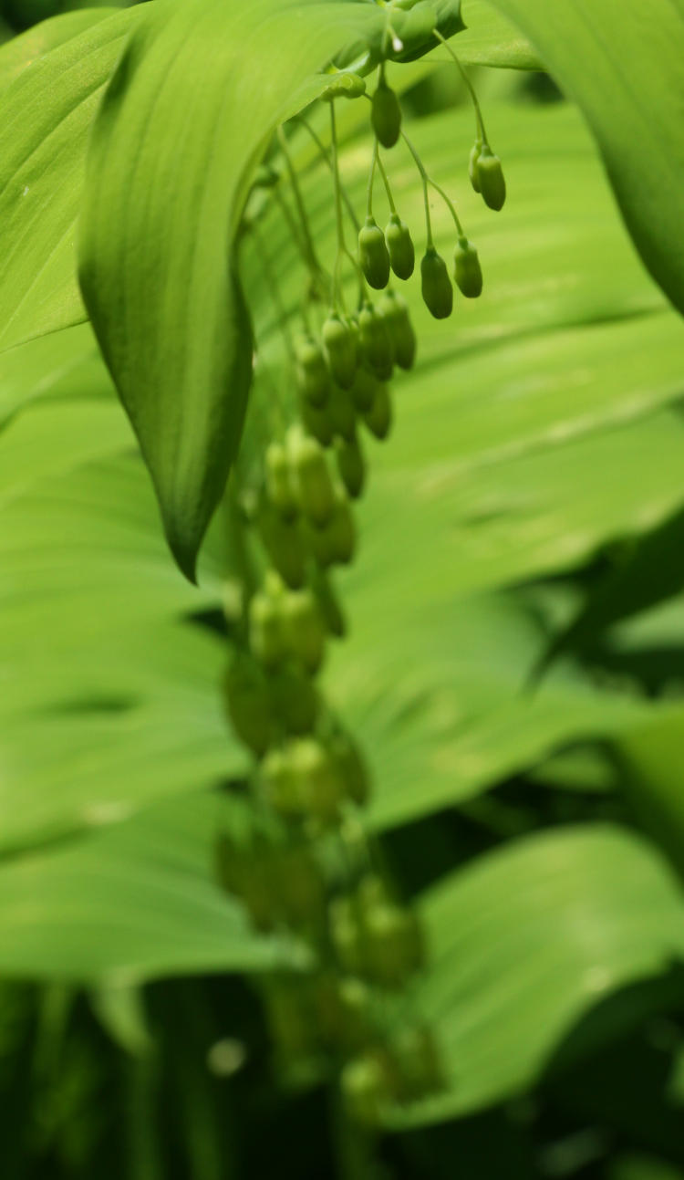 unidentified hanging seed pods