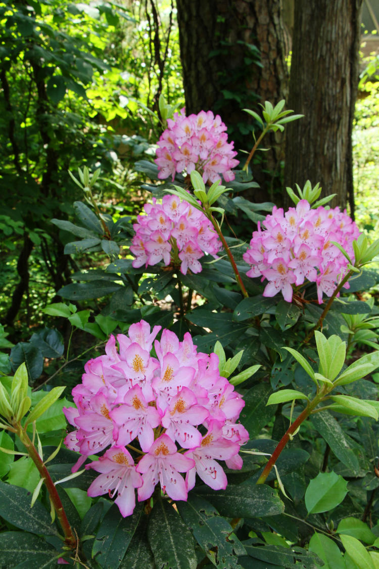 multiple geometric clusters of rhododendron flowers